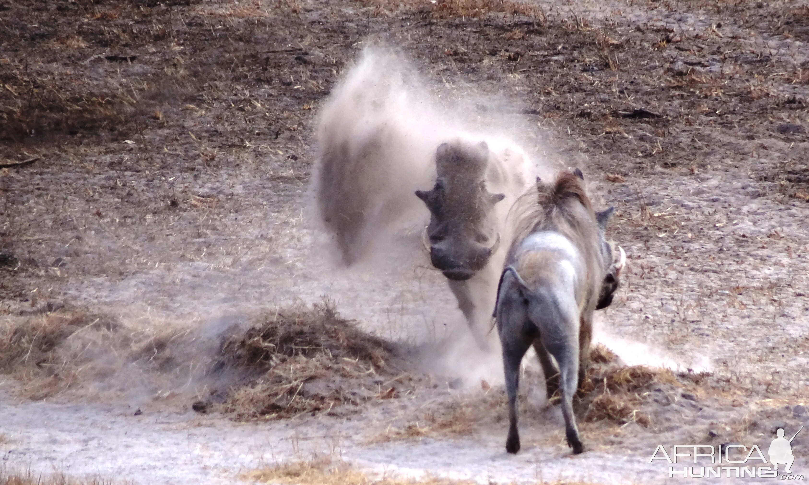 Warthog fight Tanzania