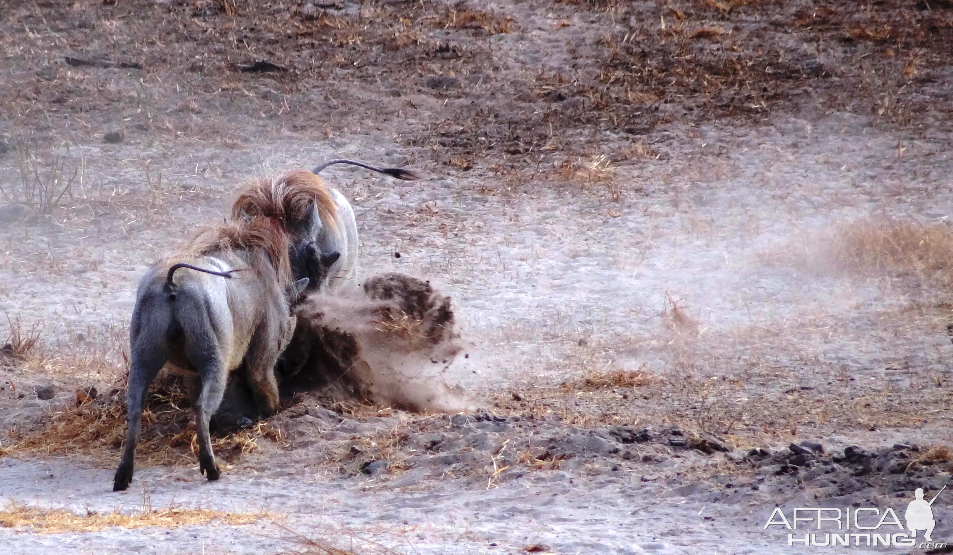 Warthog fight Tanzania