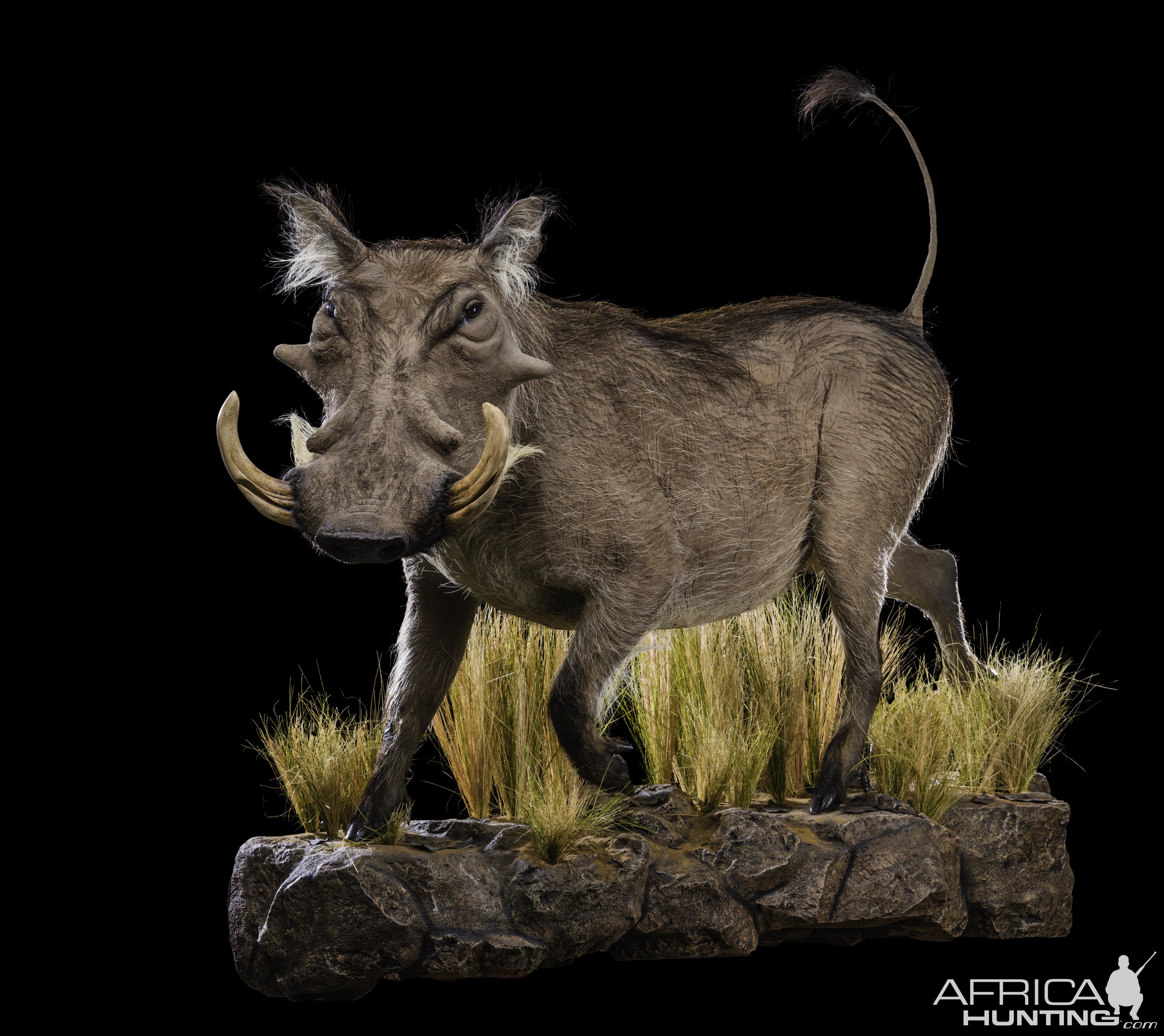 Warthog Full Mount Taxidermy