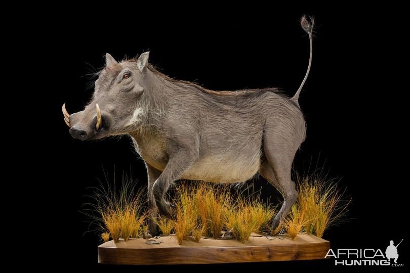 Warthog Full Mount Taxidermy