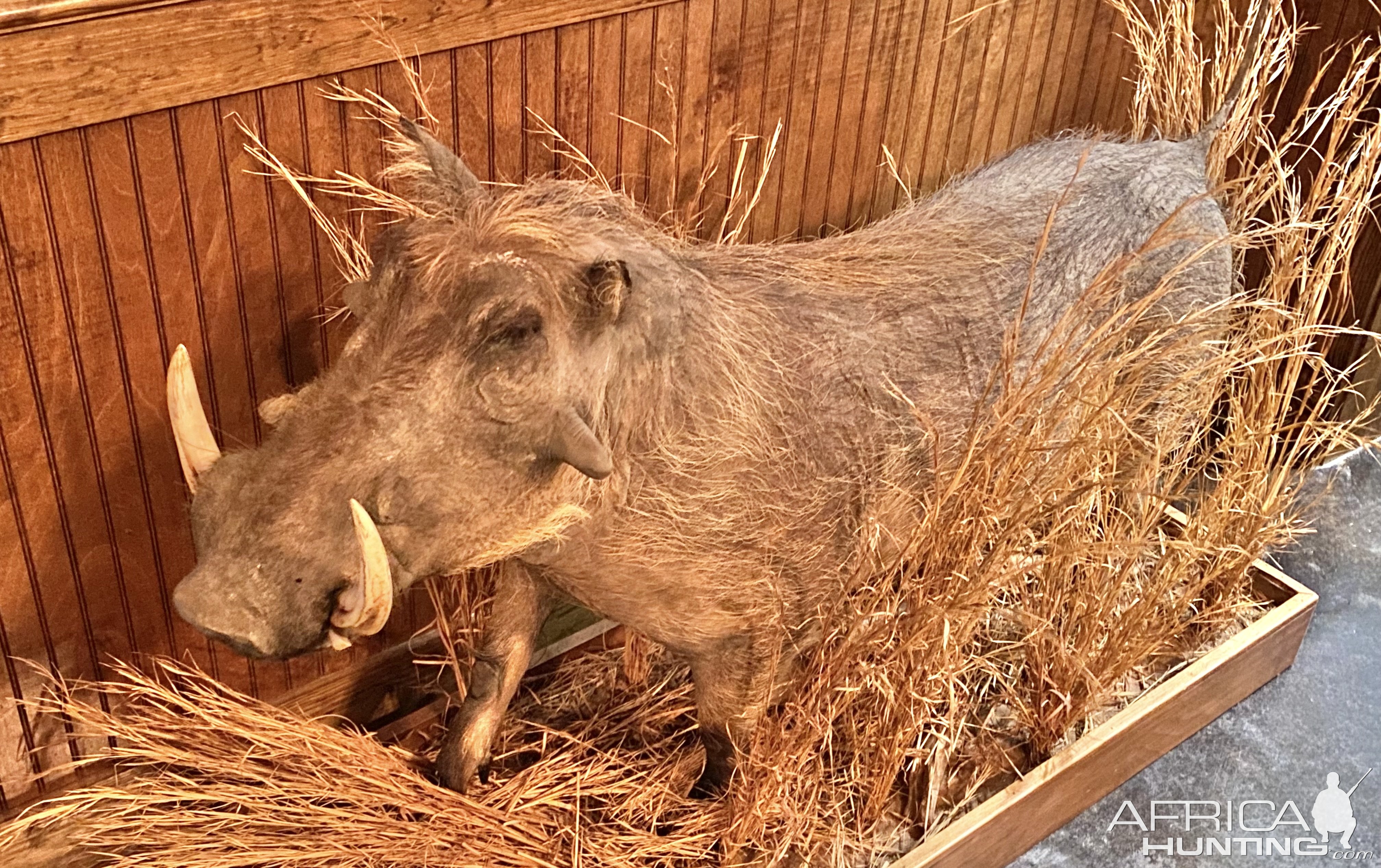 Warthog Full Mount Taxidermy