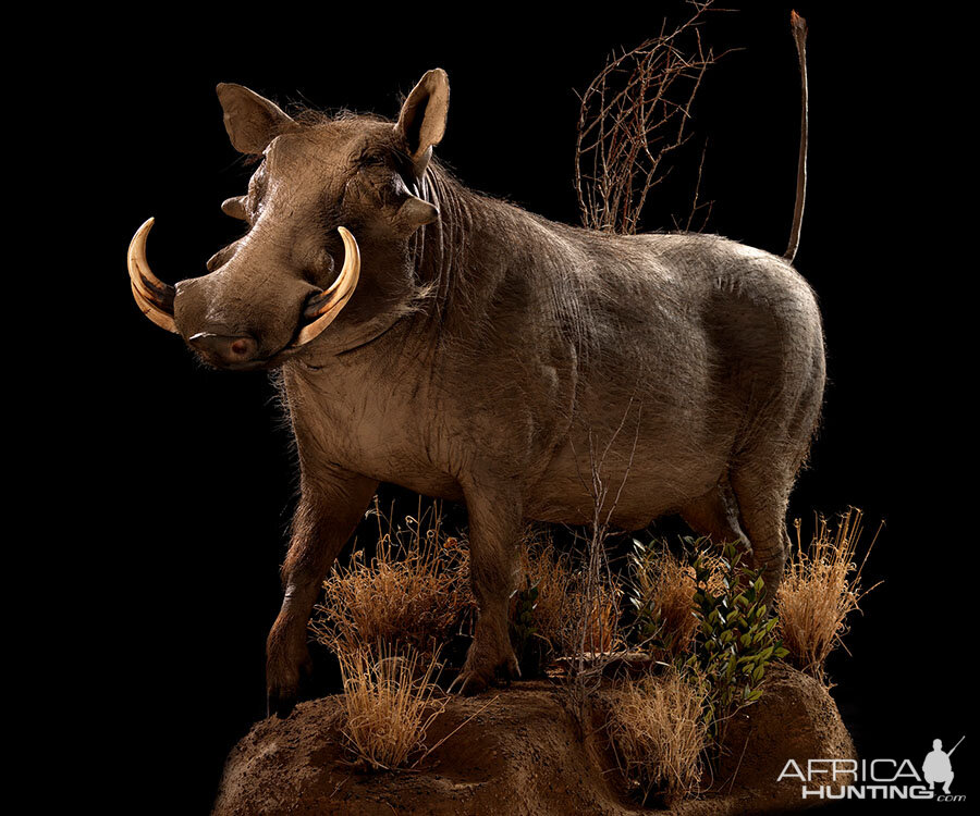 Warthog Full Mount Taxidermy