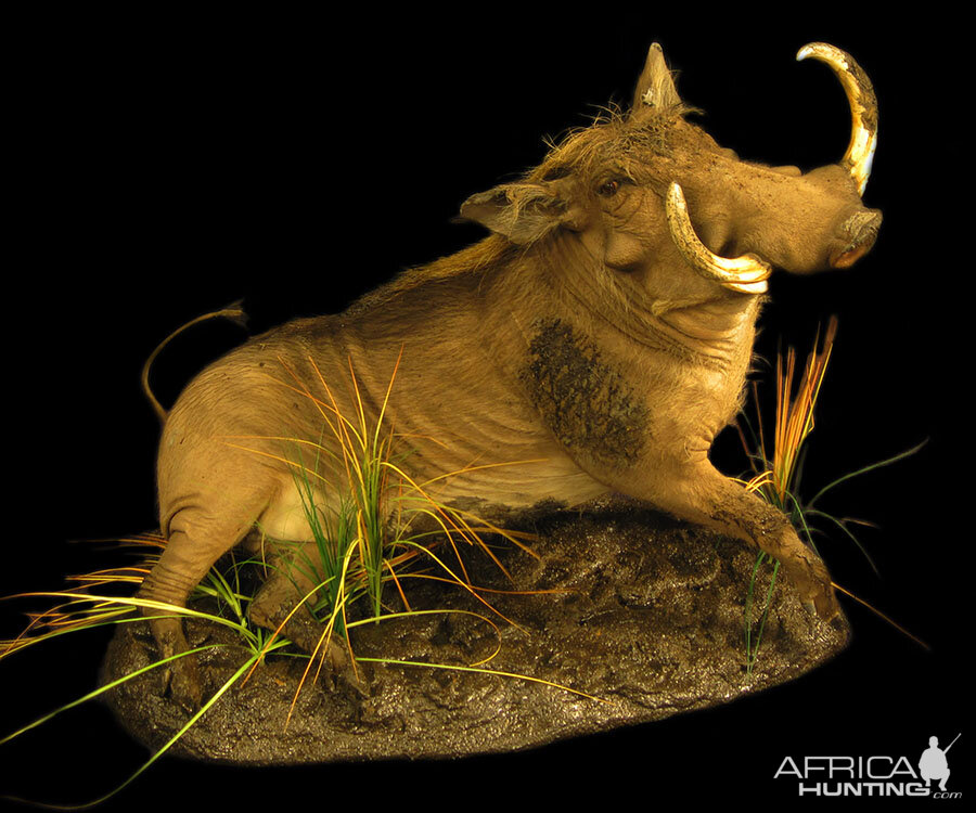 Warthog Full Mount Taxidermy