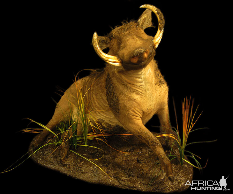 Warthog Full Mount Taxidermy