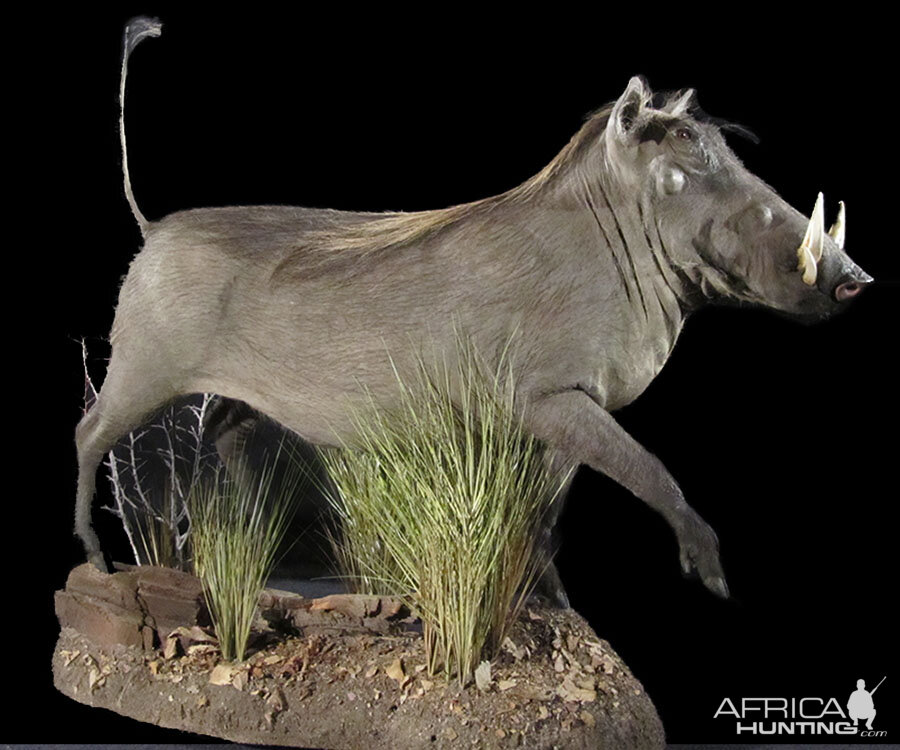 Warthog Full Mount Taxidermy