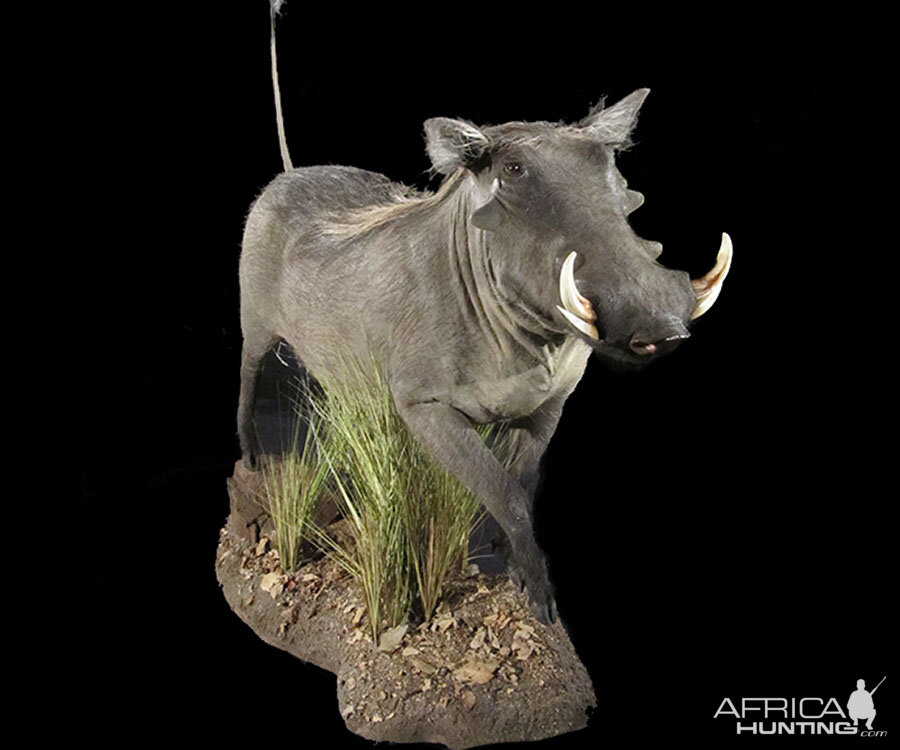 Warthog Full Mount Taxidermy