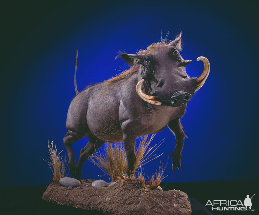 Warthog Full Mount Taxidermy