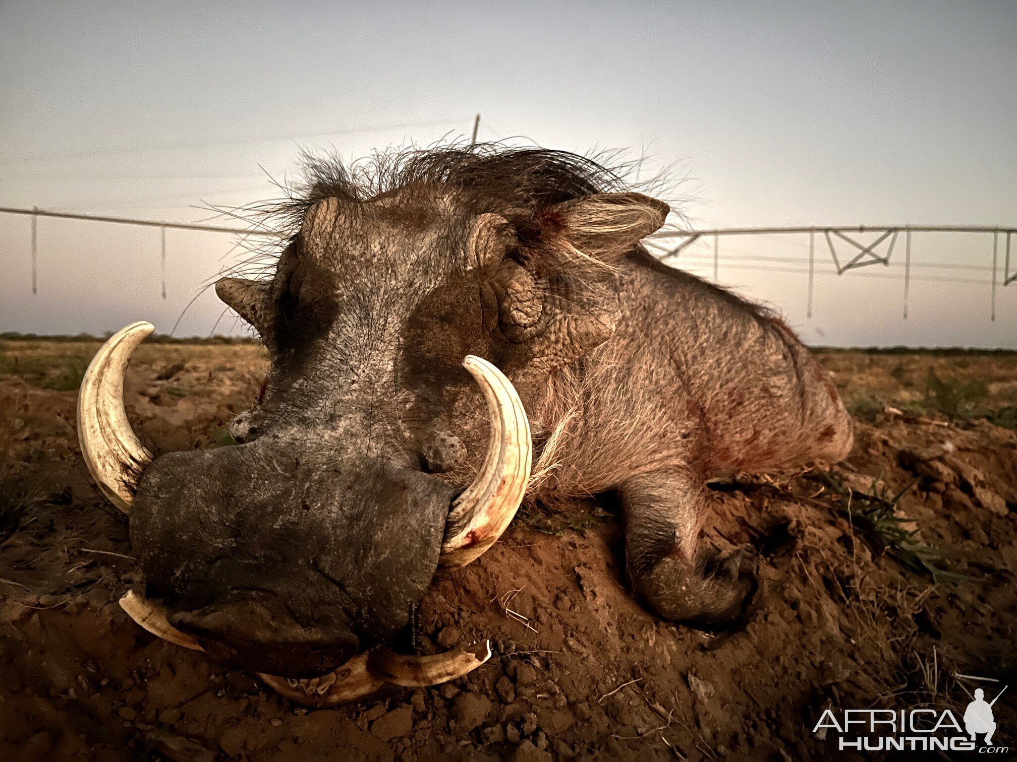 Warthog Hunt Botswana