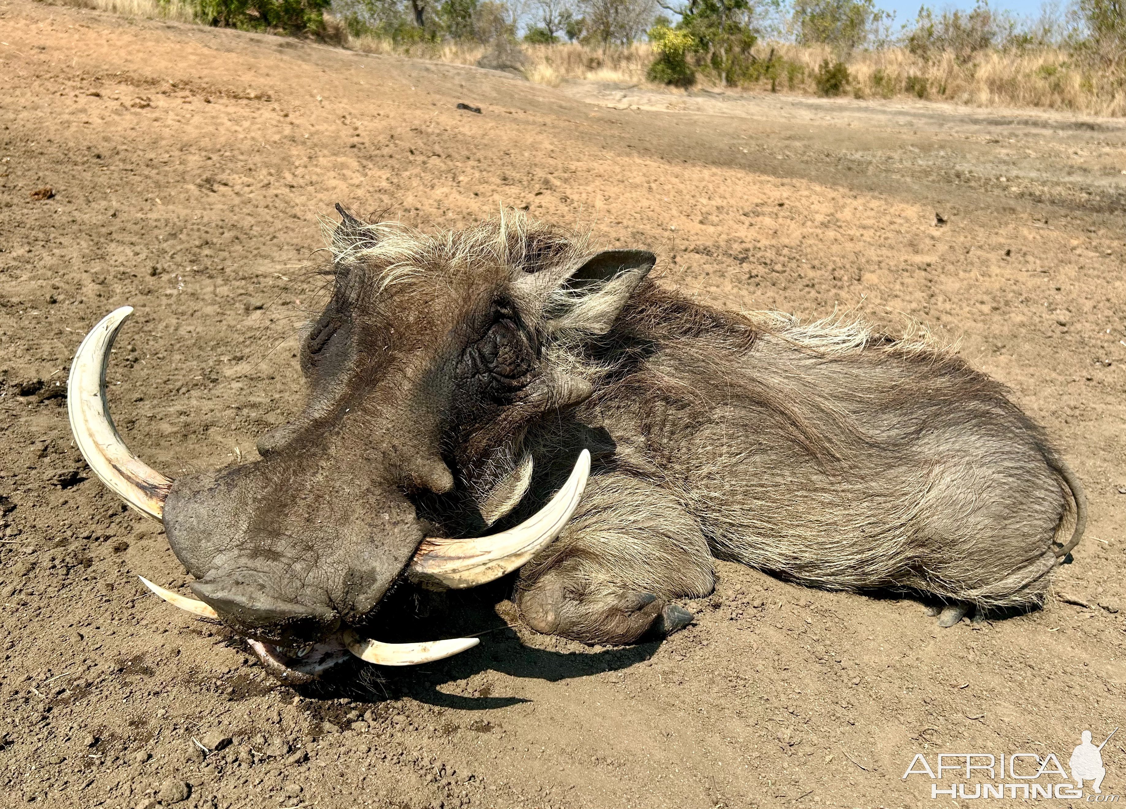 Warthog Hunt Coutada Mozambique