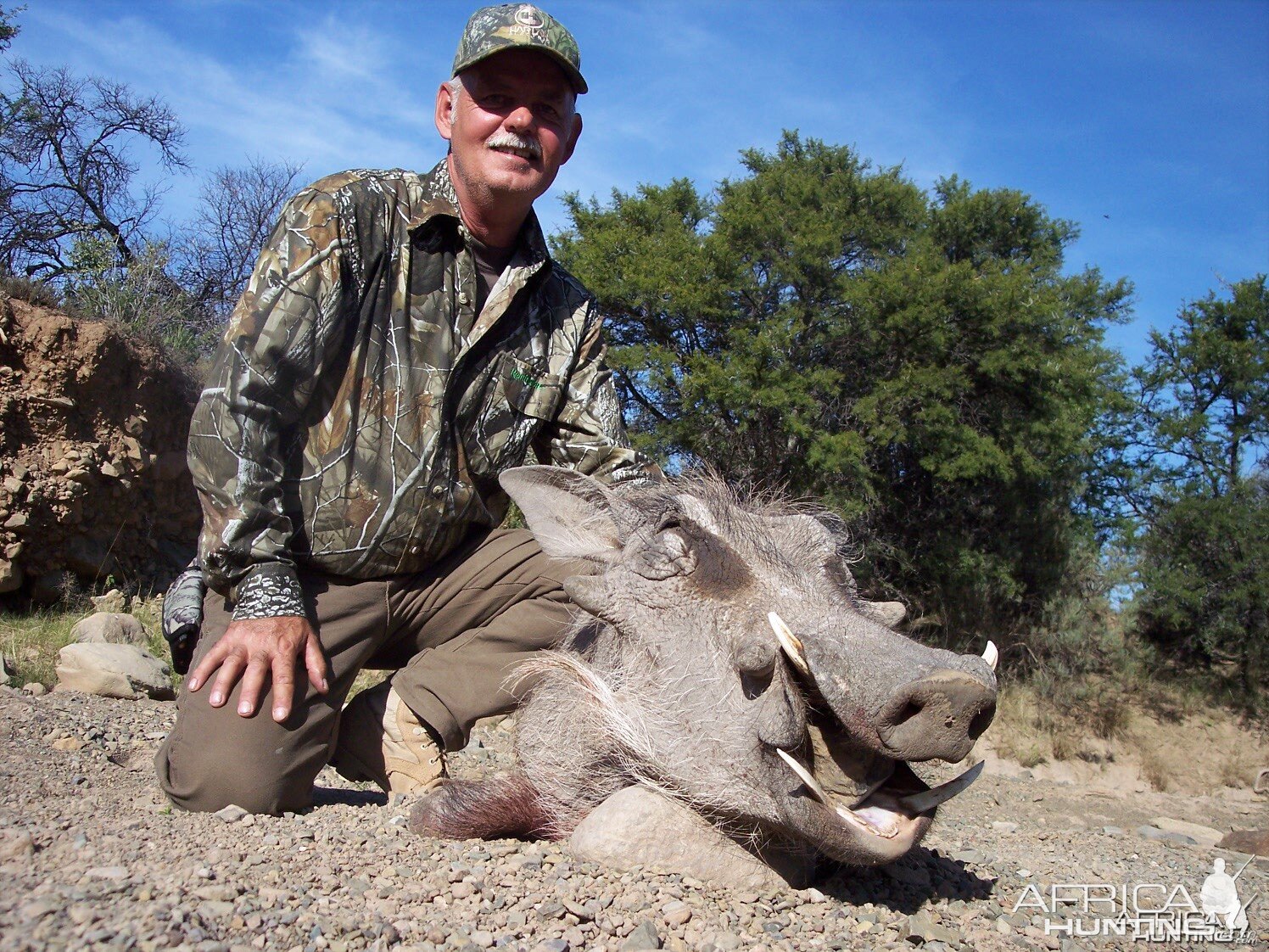 Warthog Hunt East Cape South Africa