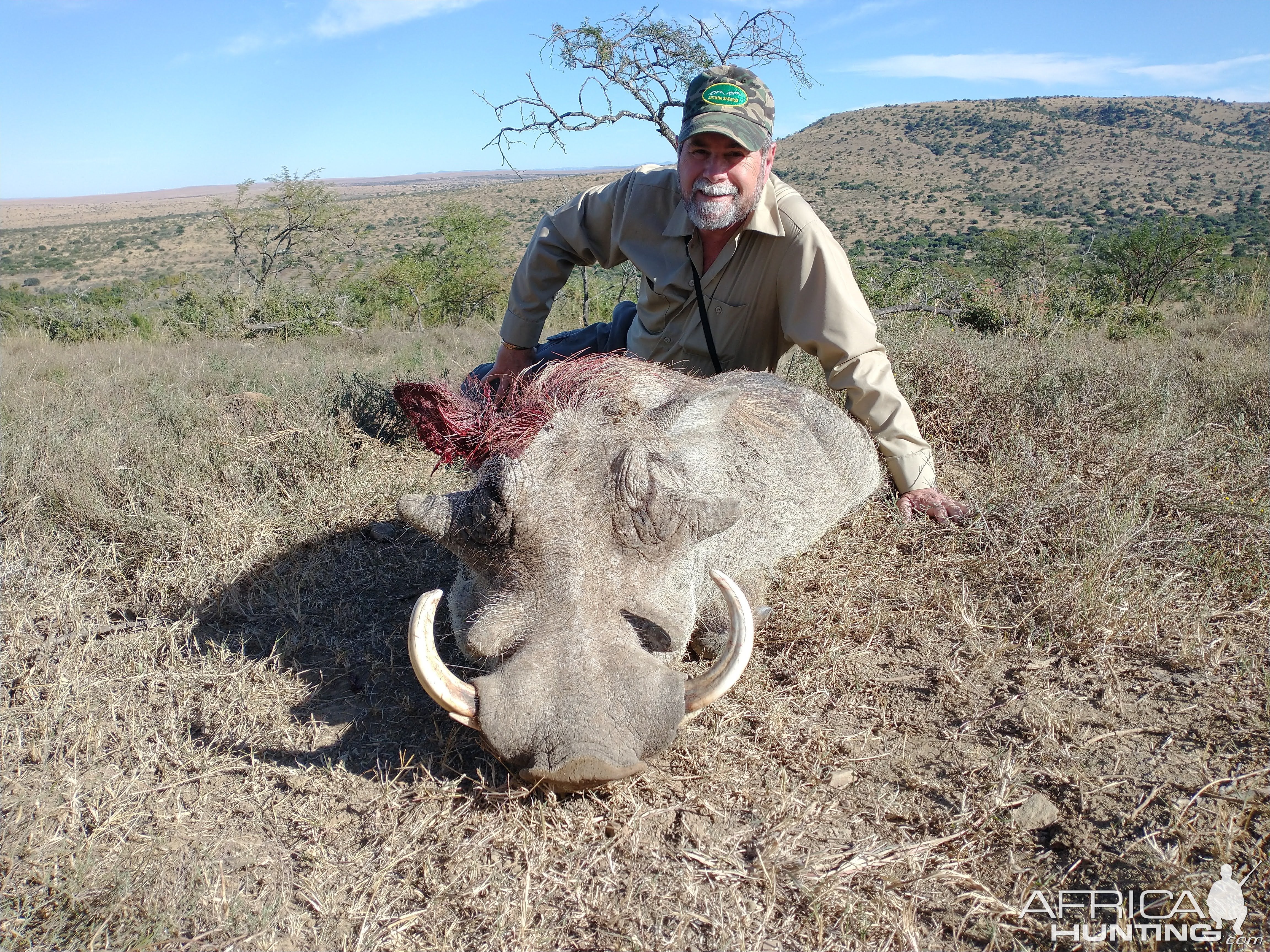 Warthog Hunt  Easten Cape South Africa