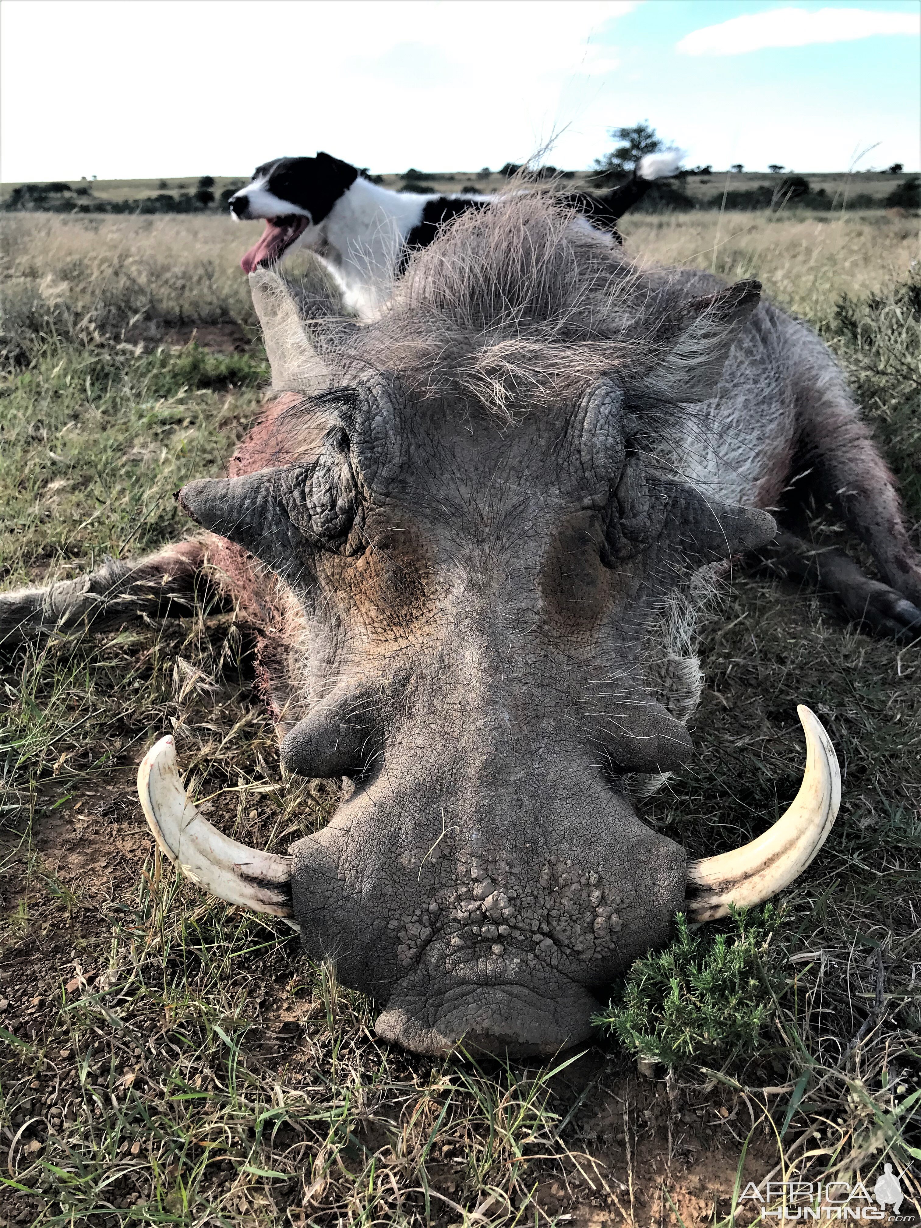 Warthog Hunt Eastern Cape South Africa