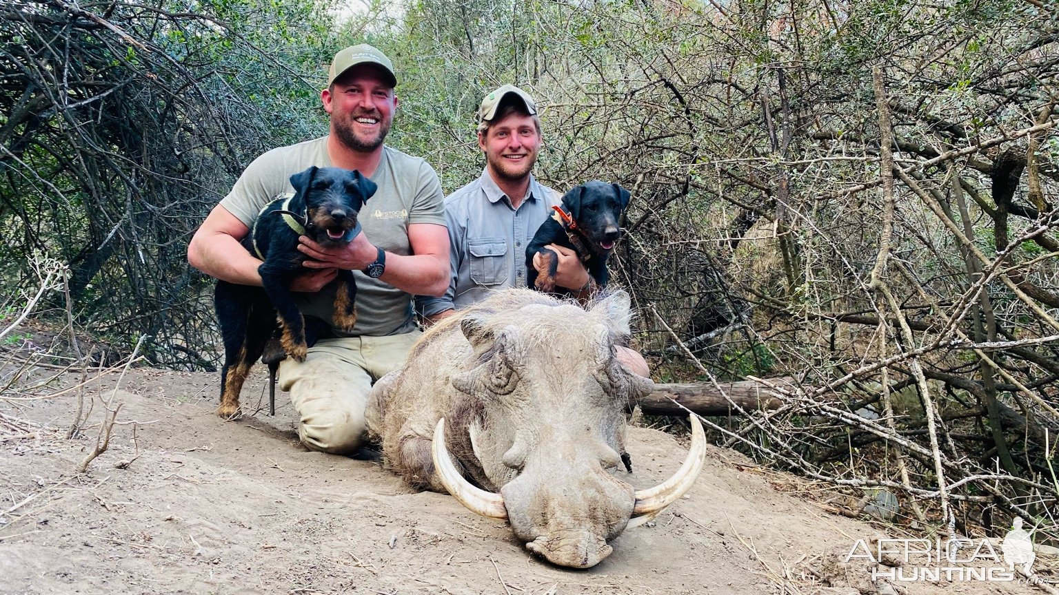 Warthog Hunt Eastern Cape South Africa