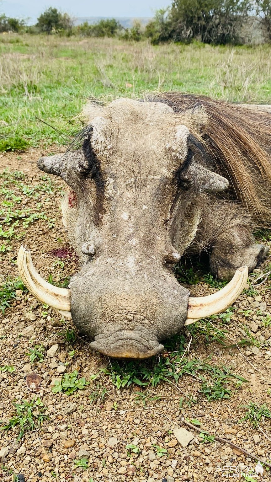 Warthog Hunt Eastern Cape South Africa