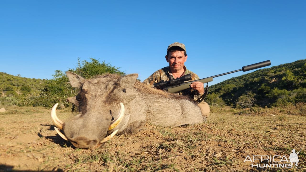 Warthog Hunt Eastern Cape South Africa