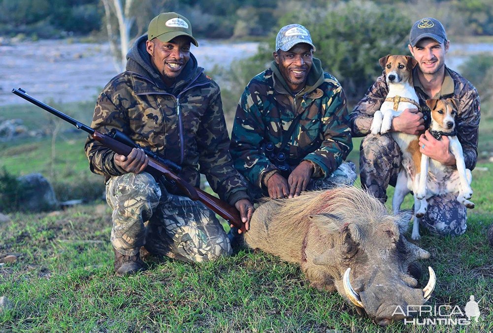 Warthog Hunt Eastern Cape South Africa