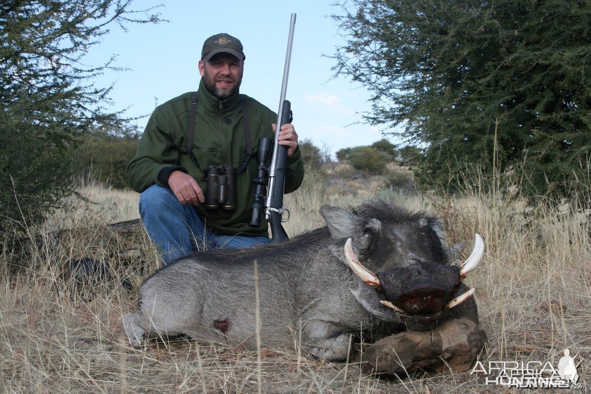 Warthog hunt in Namibia