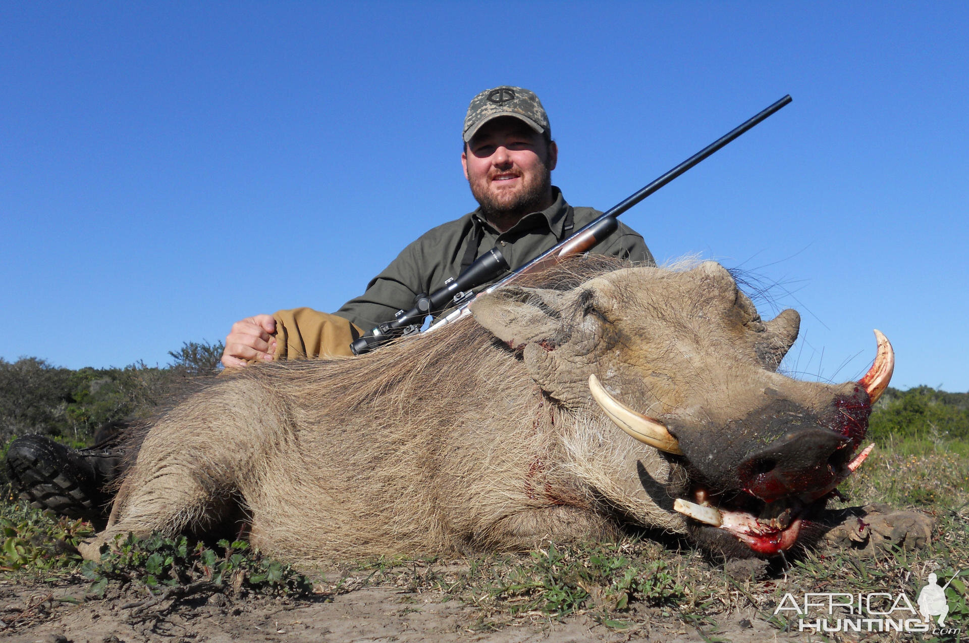 Warthog hunt in South Africa