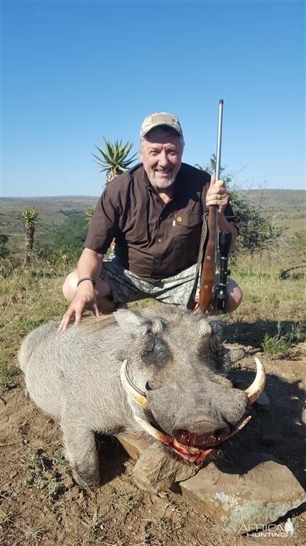 Warthog Hunt in South Africa