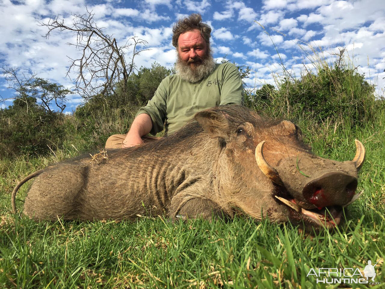 Warthog Hunt in South Africa