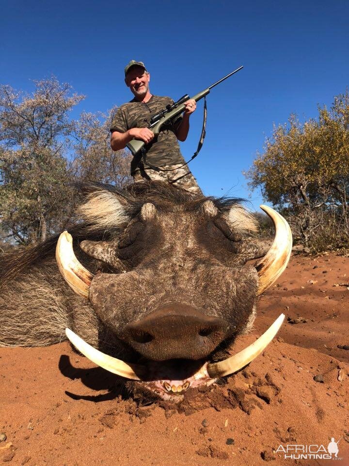 Warthog Hunt in South Africa