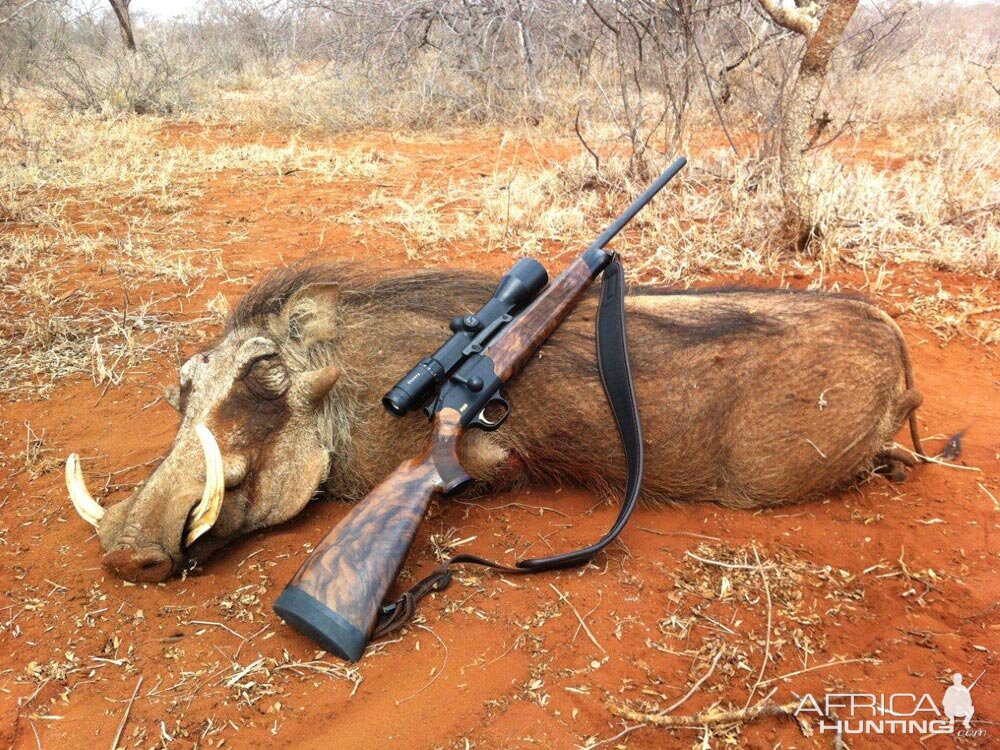 Warthog Hunt in South Africa