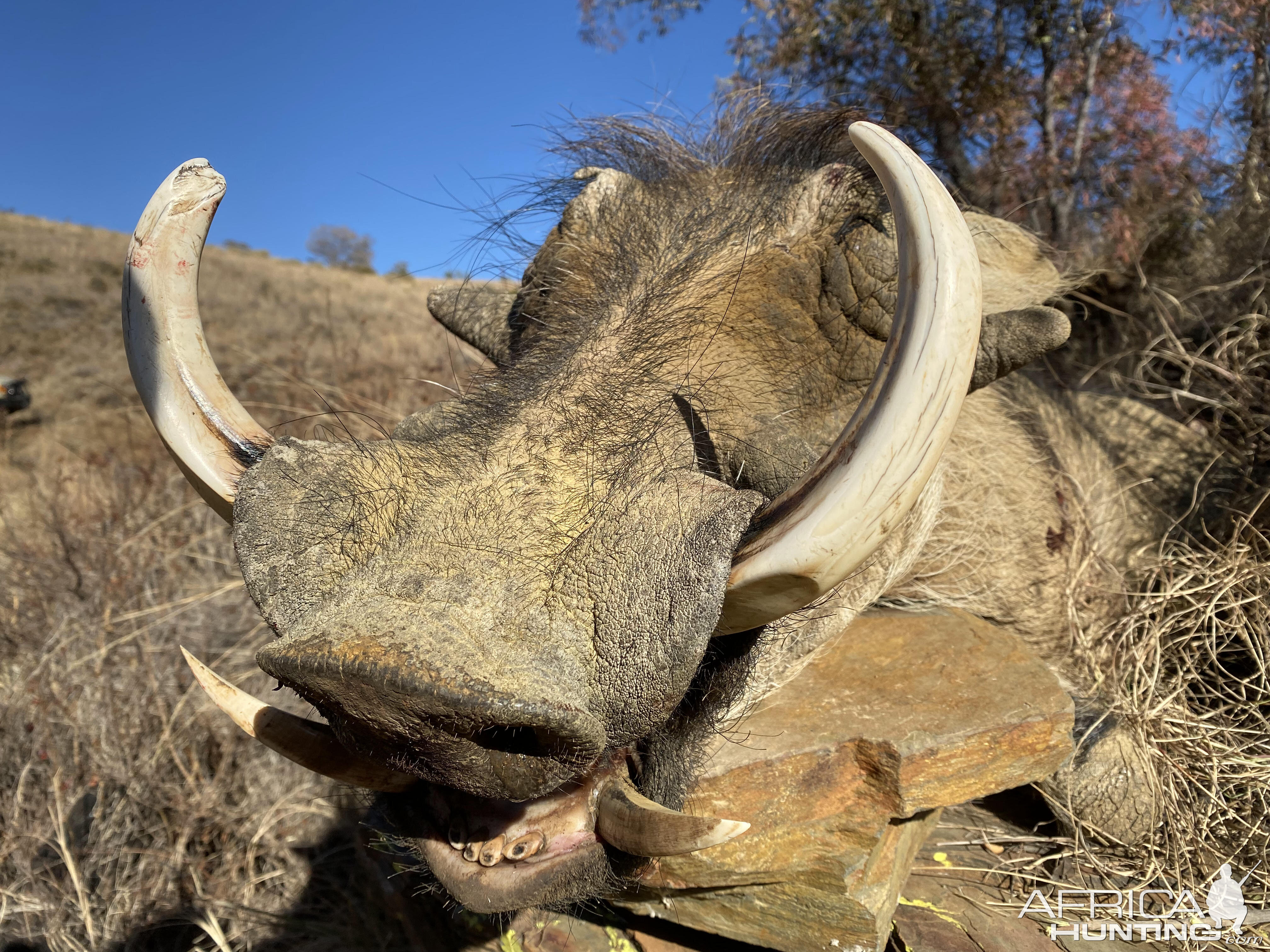 Warthog Hunt Kalahari South Africa