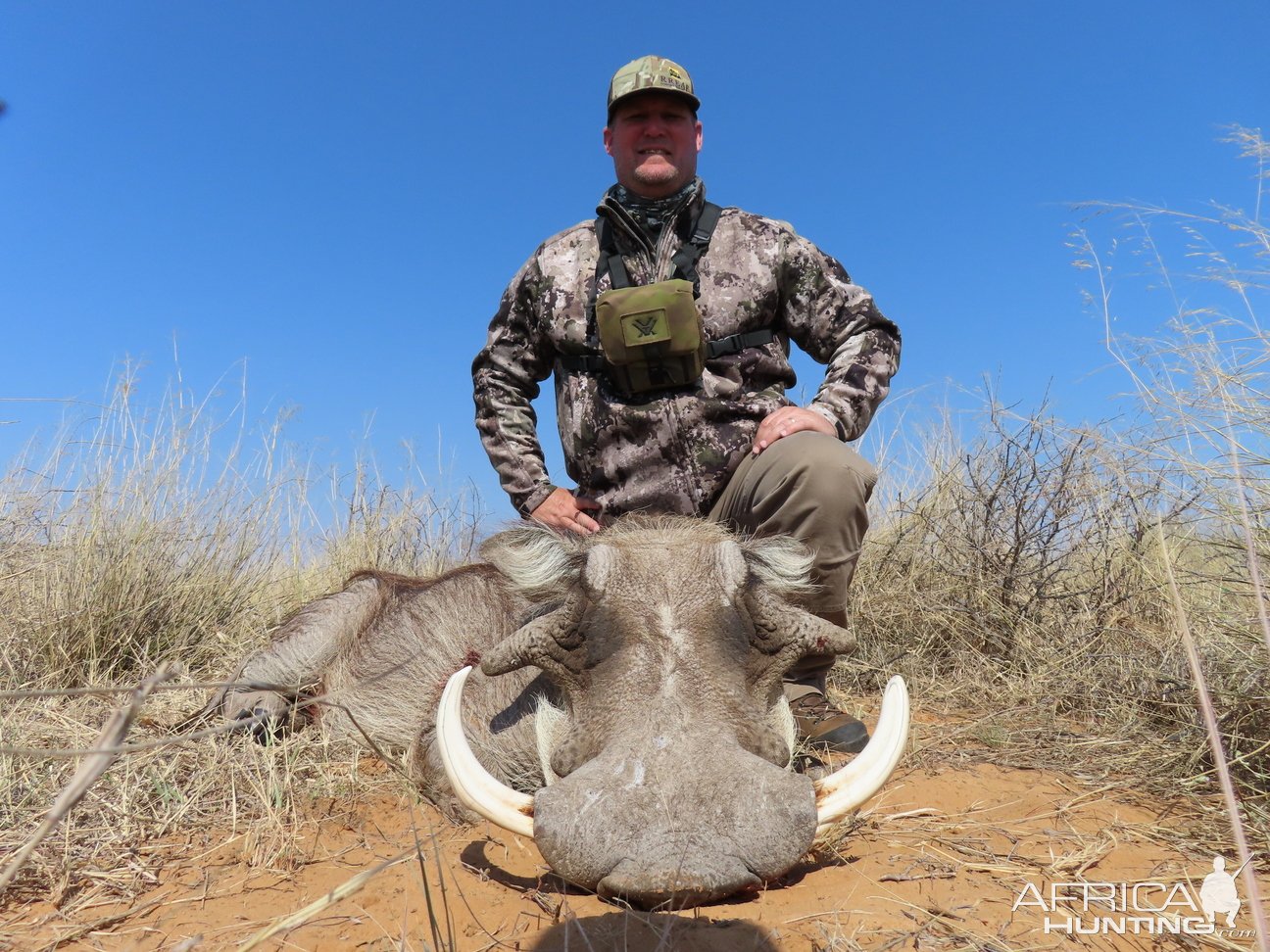 Warthog Hunt Kalahari South Africa