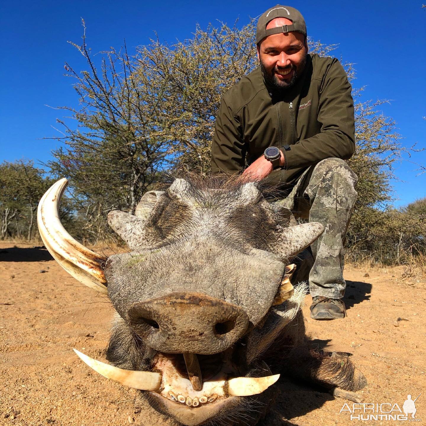 Warthog Hunt Limpopo South Africa