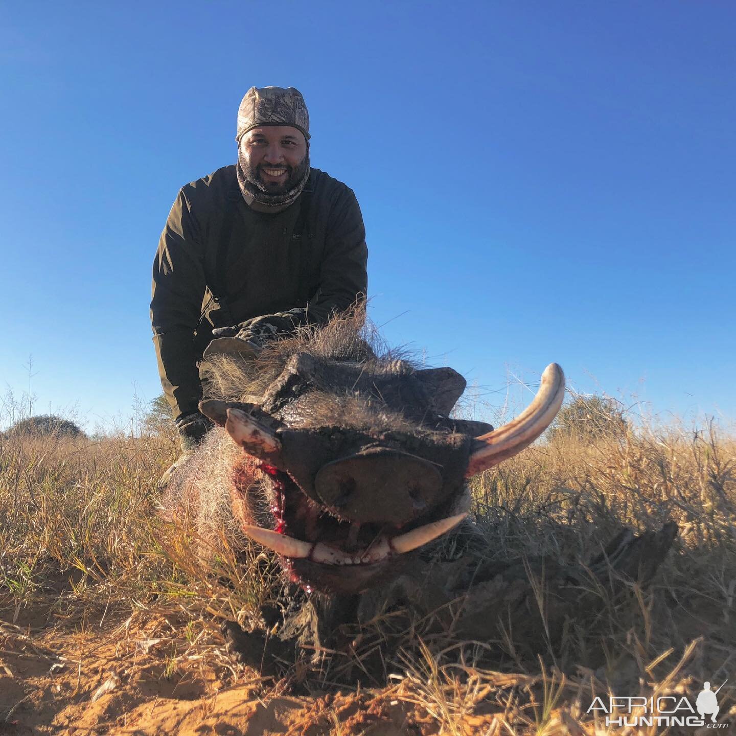 Warthog Hunt Limpopo South Africa