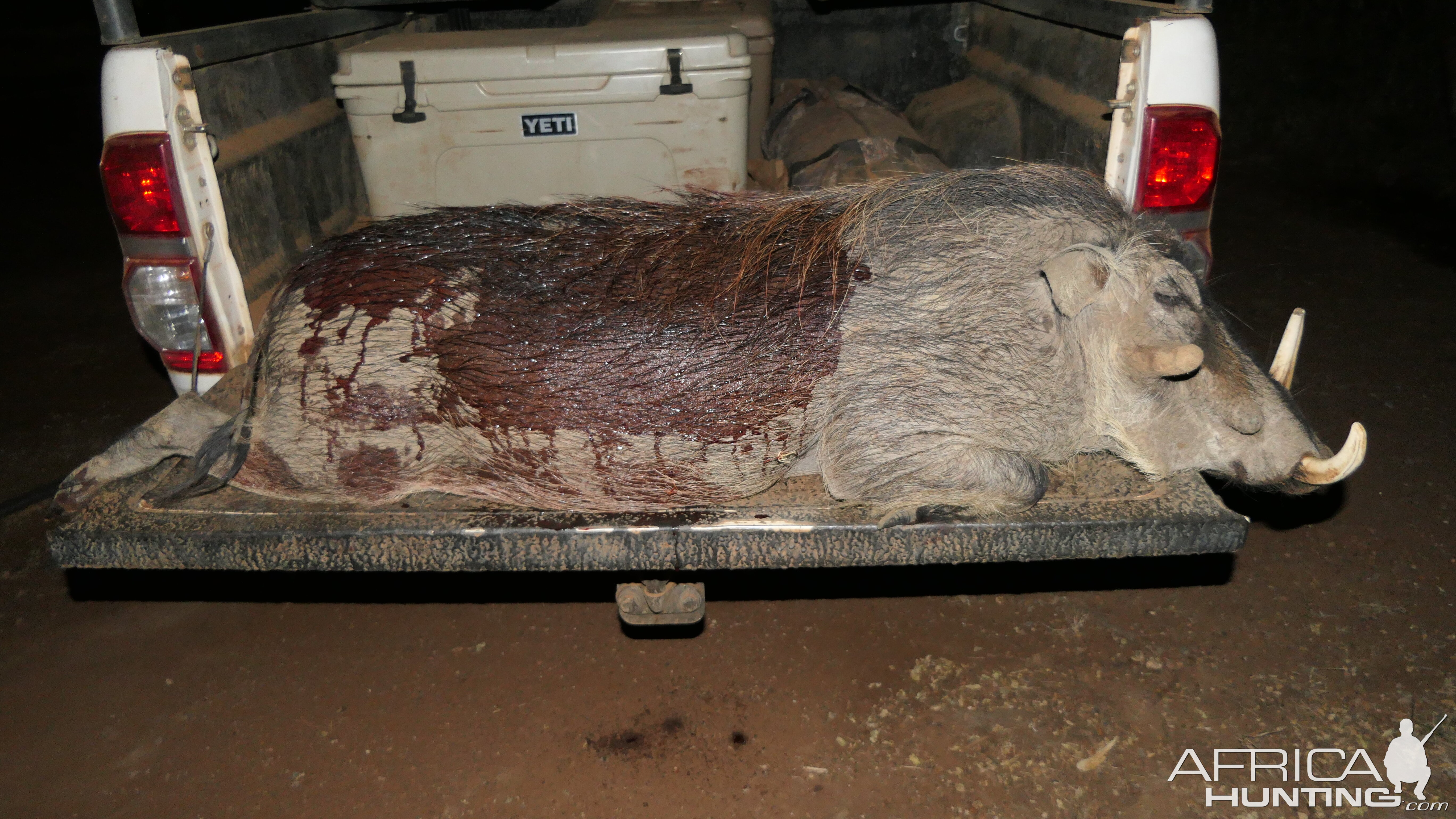 Warthog Hunt Limpopo South Africa