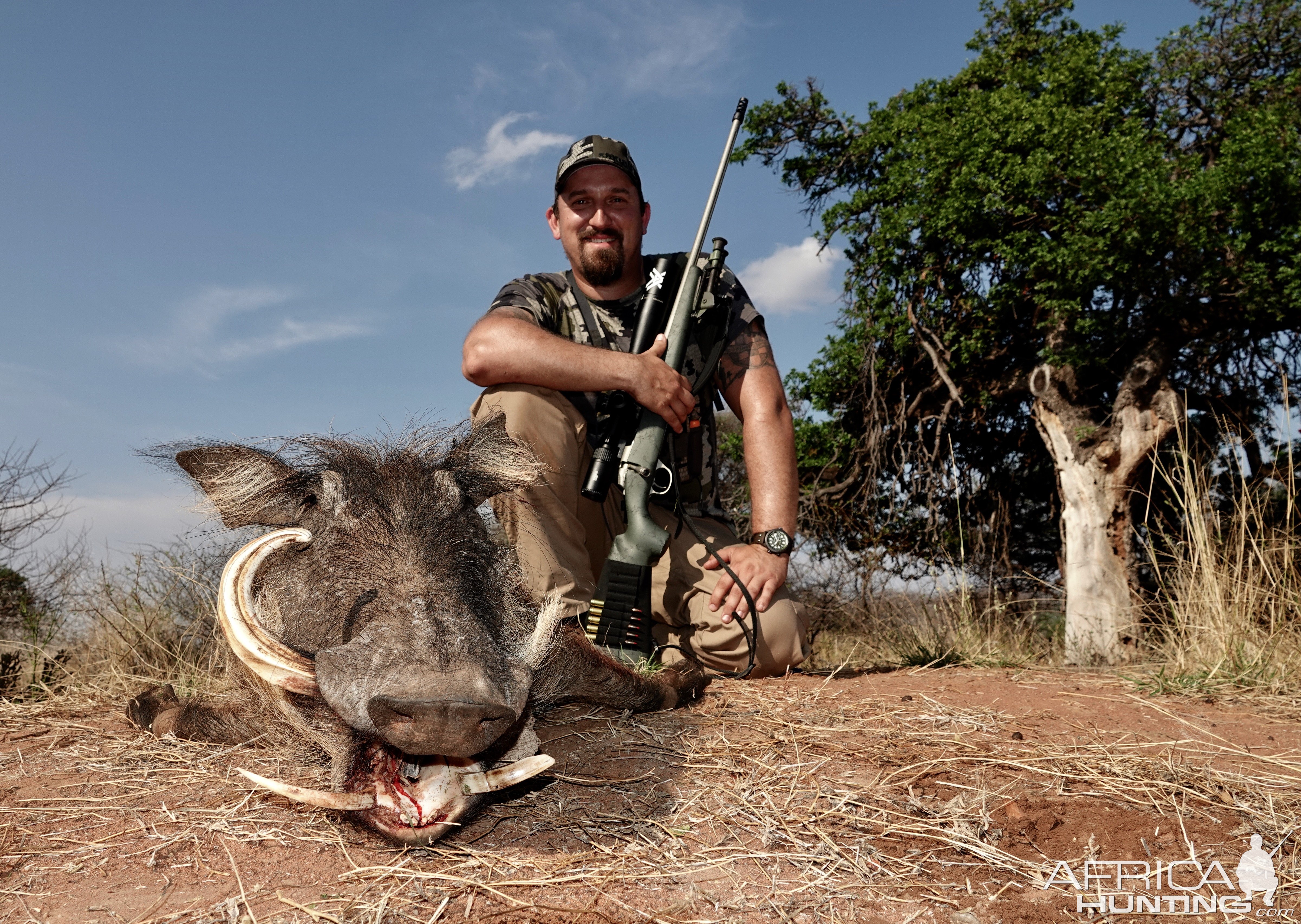 Warthog Hunt Limpopo South Africa