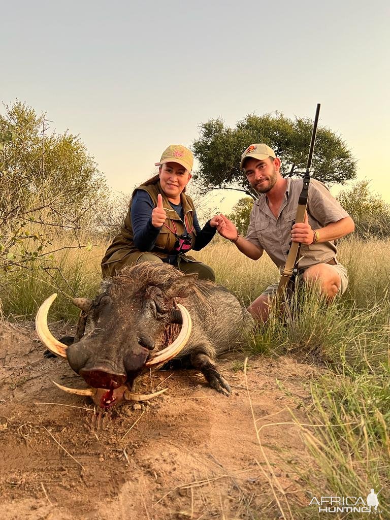 Warthog Hunt Limpopo South Africa