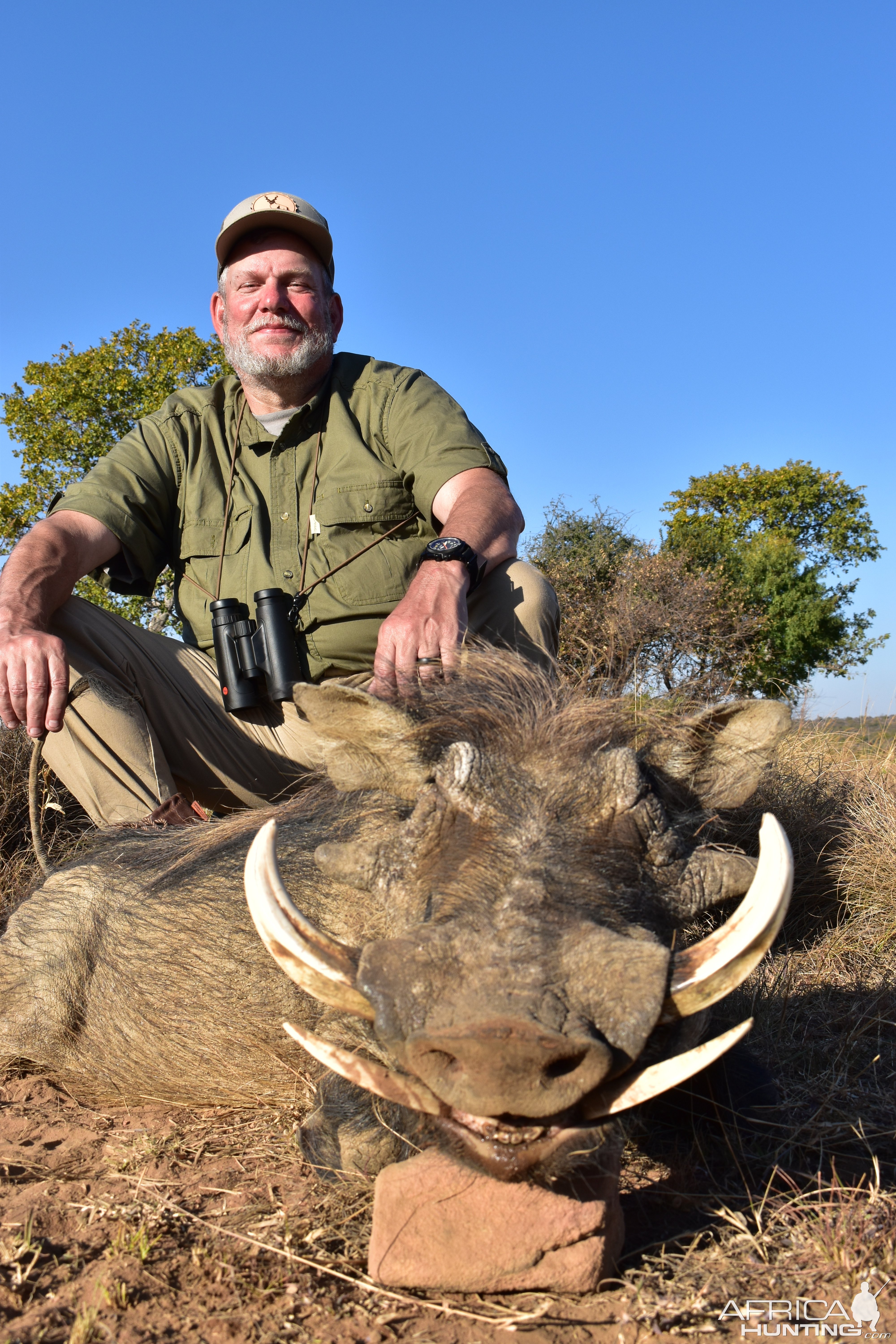 Warthog Hunt Limpopo South Africa