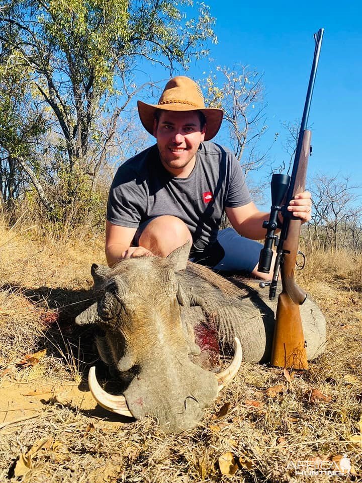 Warthog Hunt Limpopo South Africa