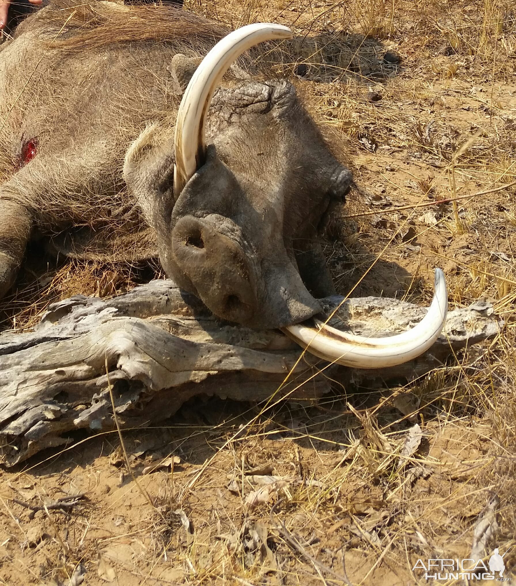 Warthog Hunt Limpopo South Africa