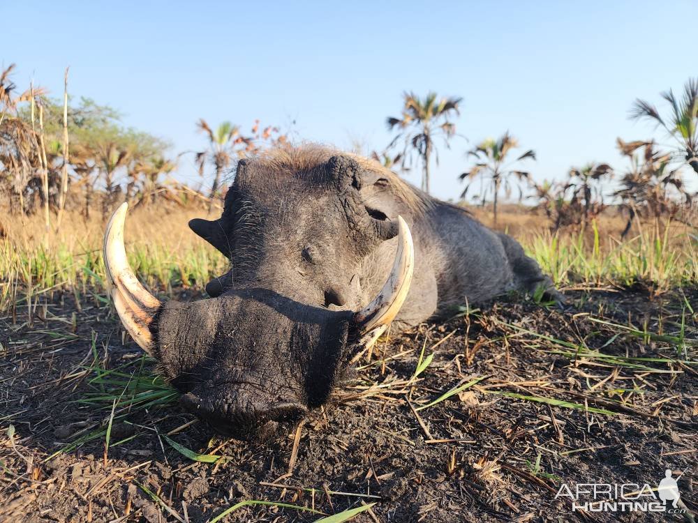 Warthog Hunt Mozambique