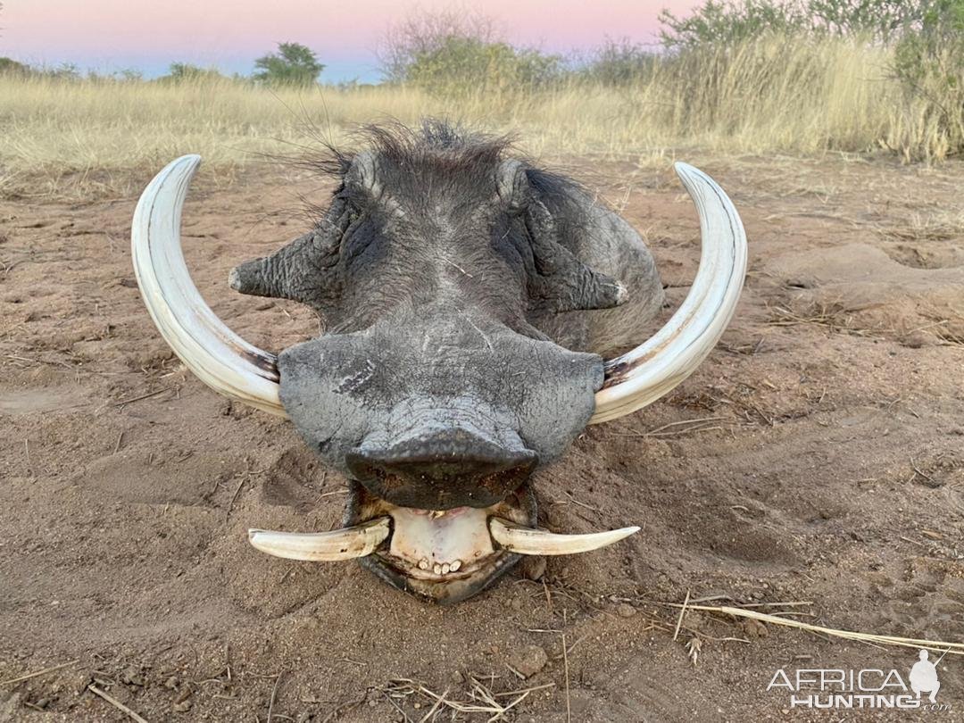 Warthog Hunt Namibia