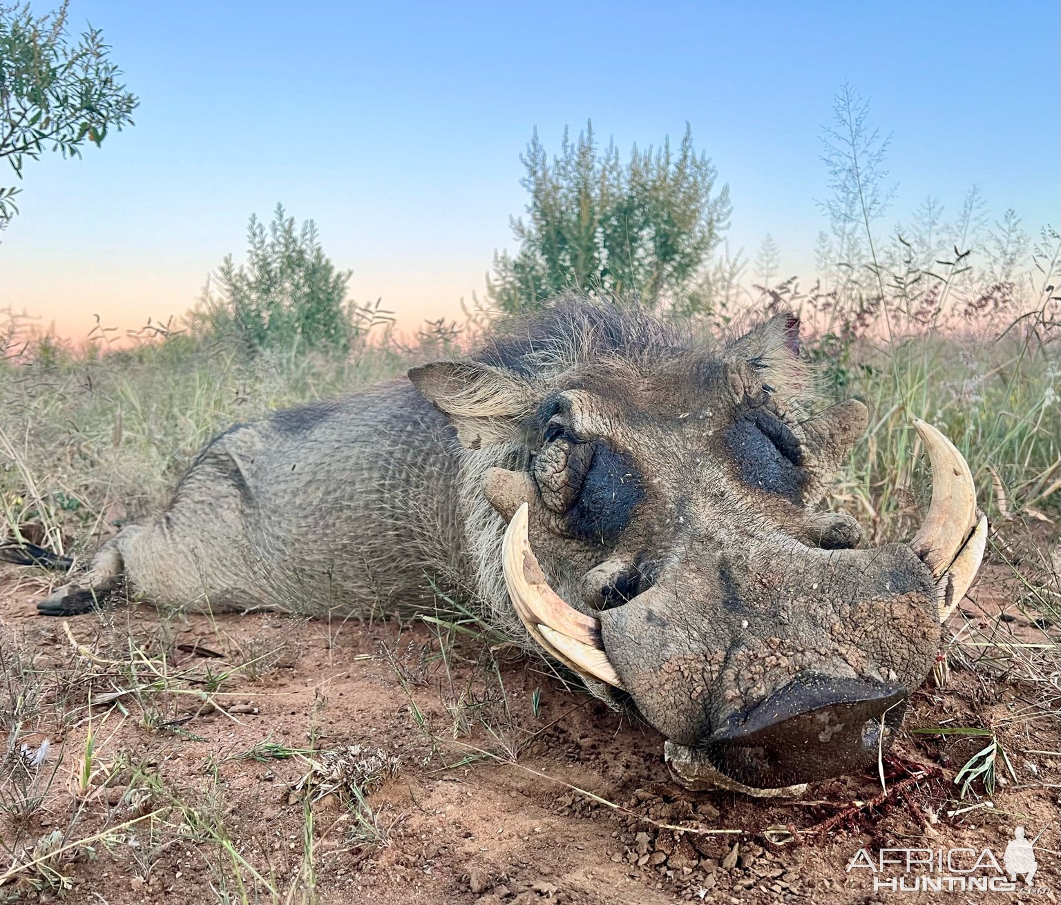 Warthog Hunt Namibia