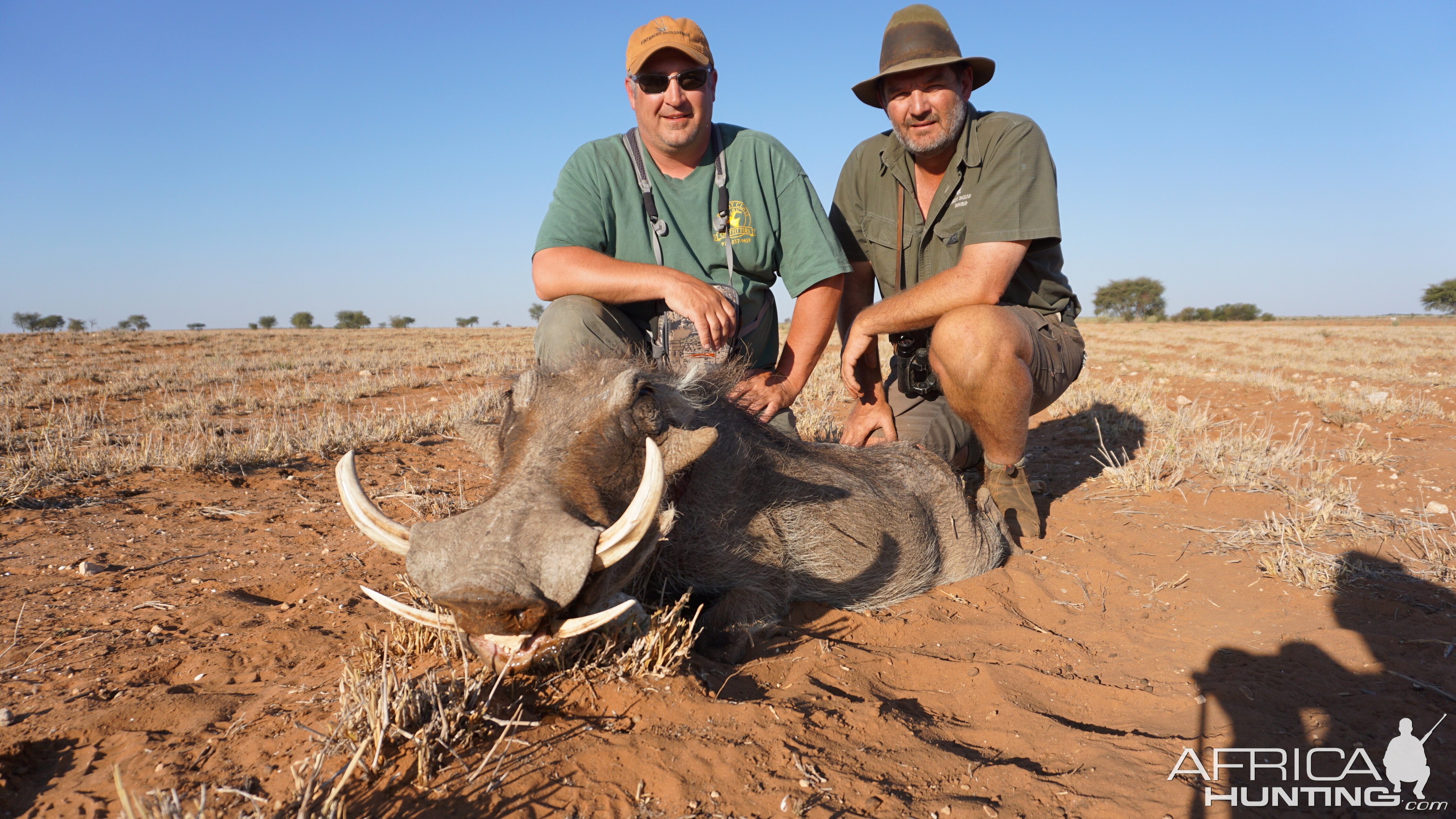 Warthog Hunt Namibia