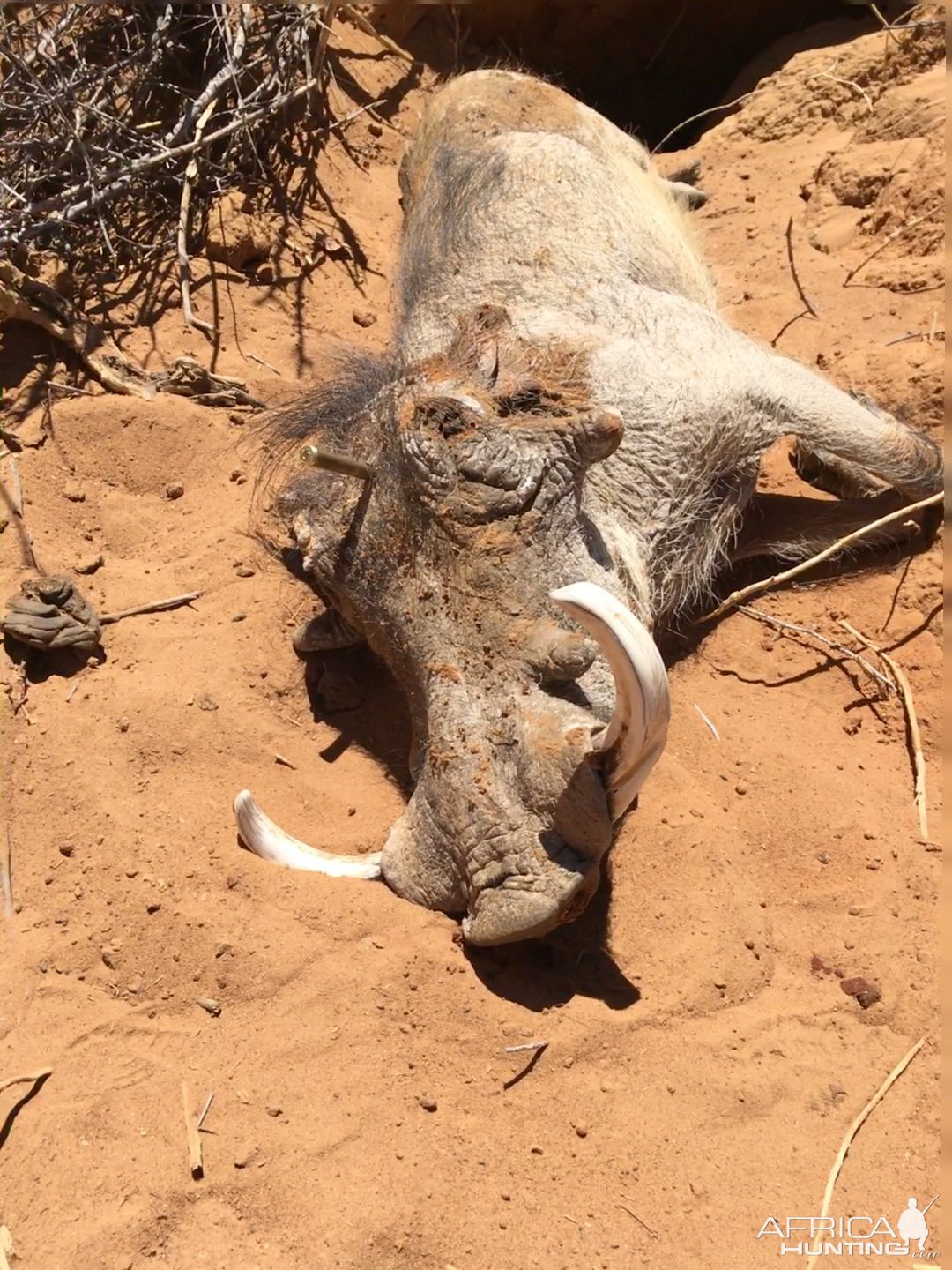 Warthog Hunt Namibia