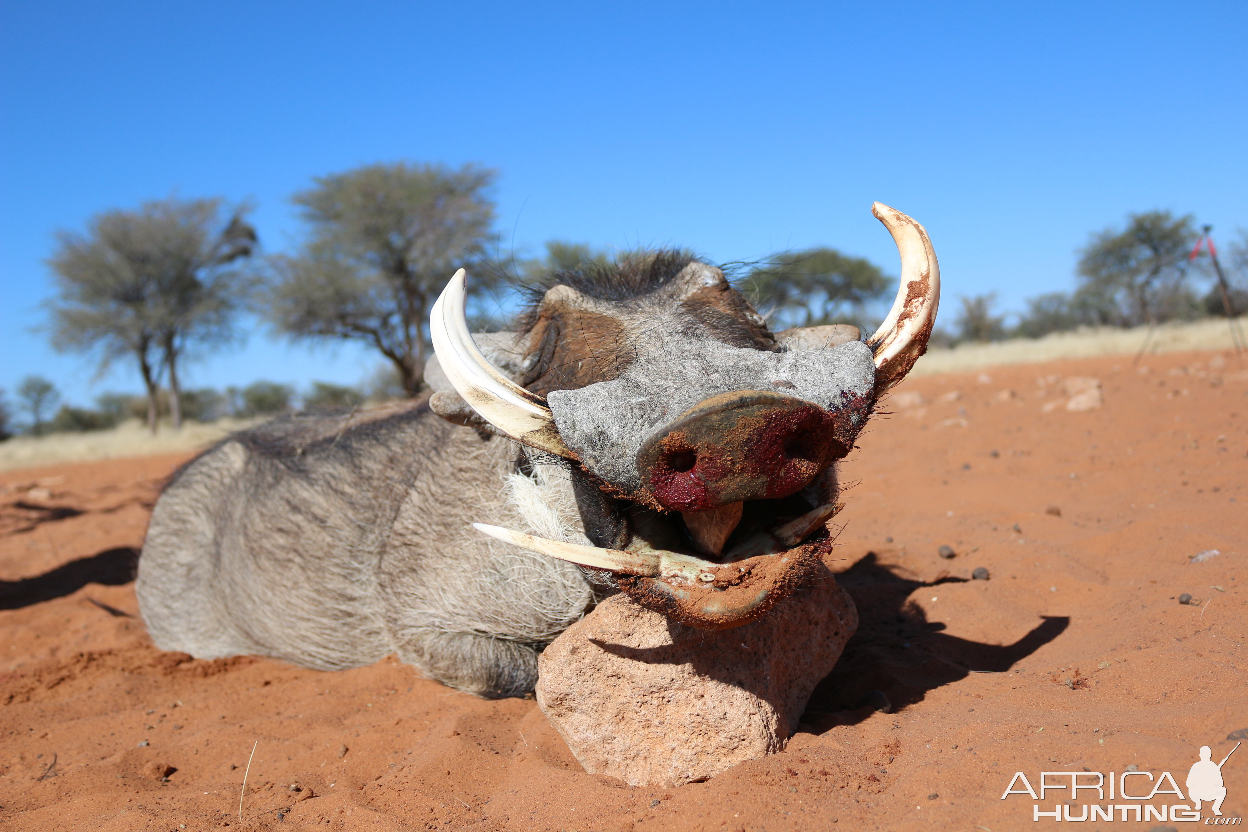 Warthog Hunt Namibia