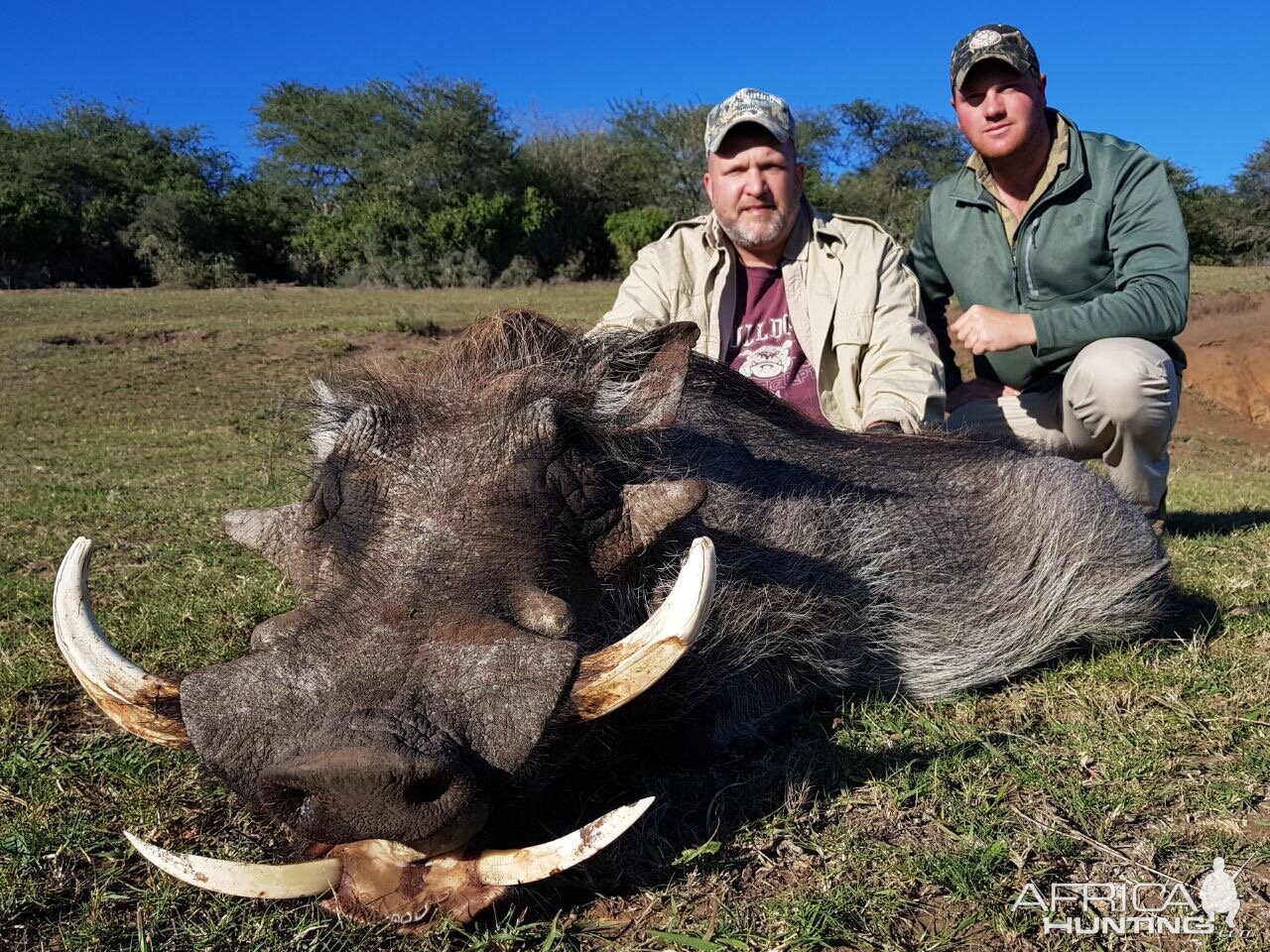 Warthog Hunt South Africa