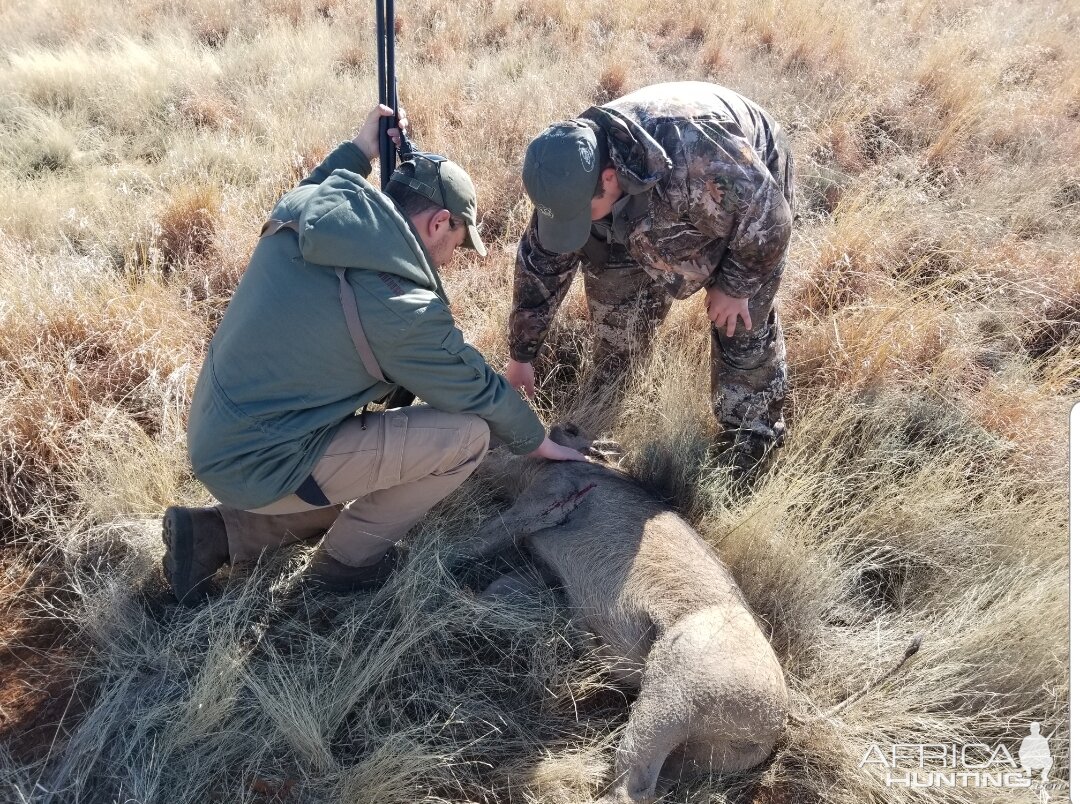 Warthog Hunt South Africa