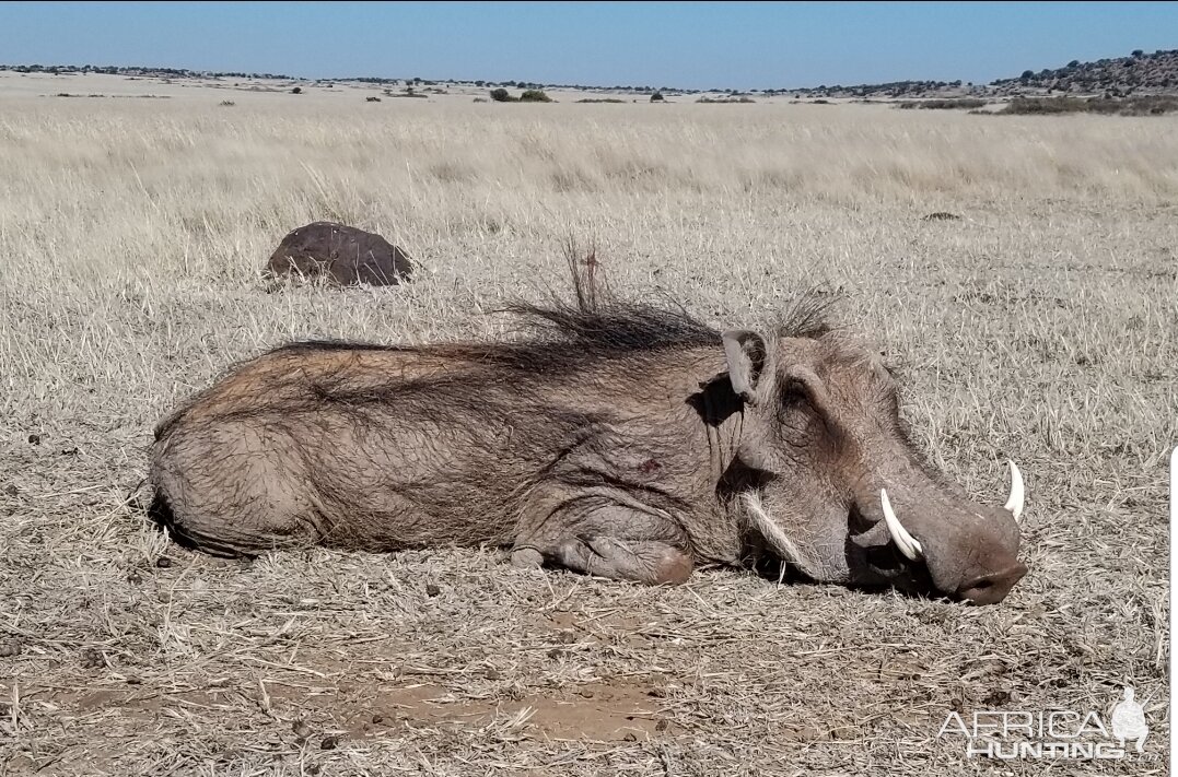 Warthog Hunt South Africa