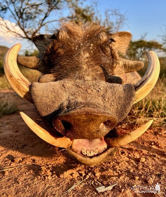 Warthog Hunt South Africa