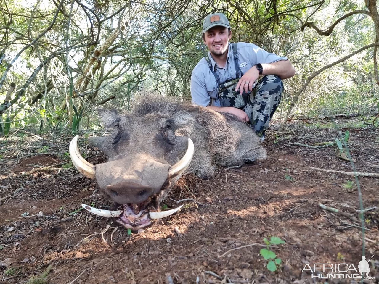 Warthog Hunt South Africa