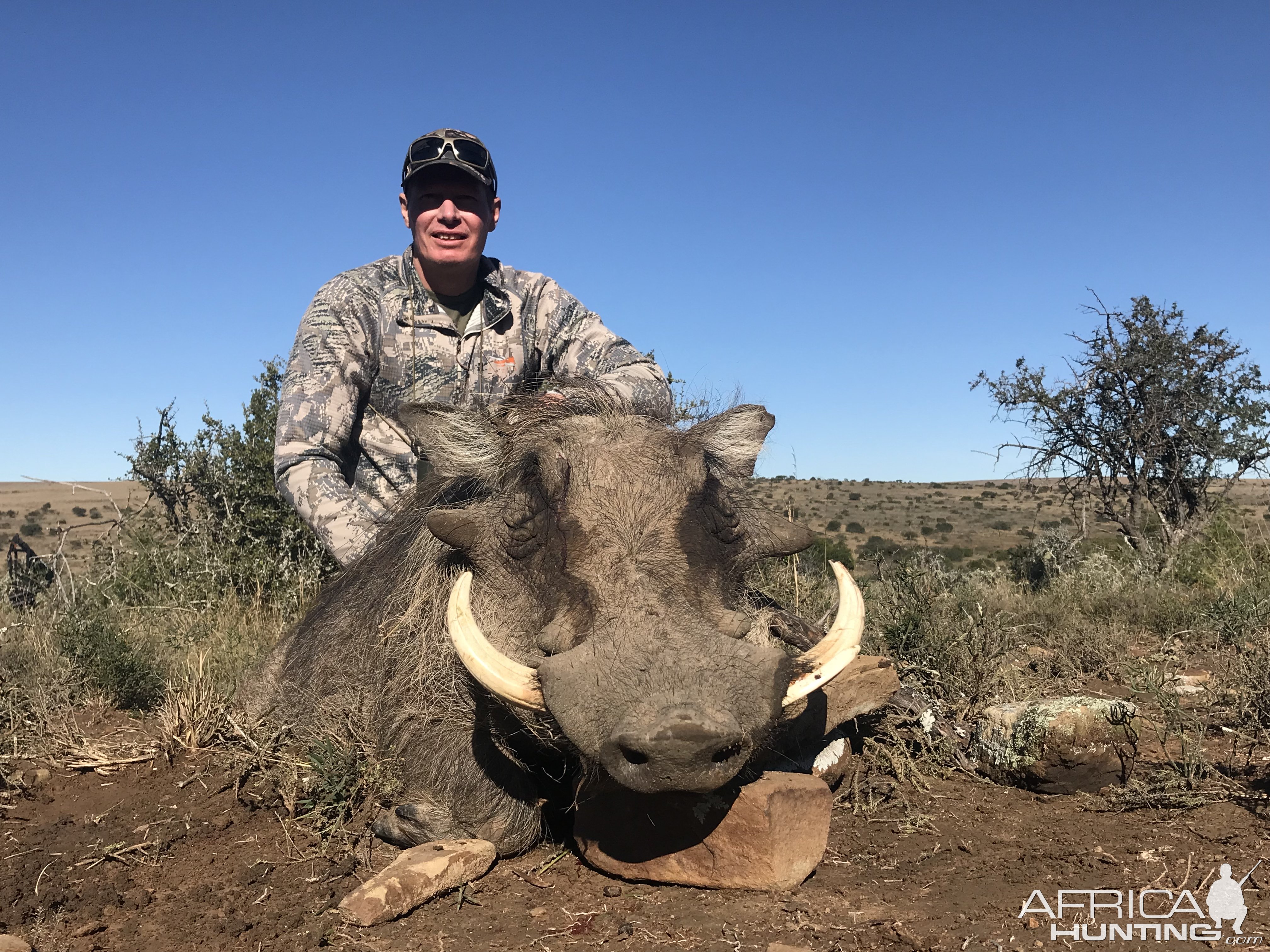 Warthog Hunt South Africa