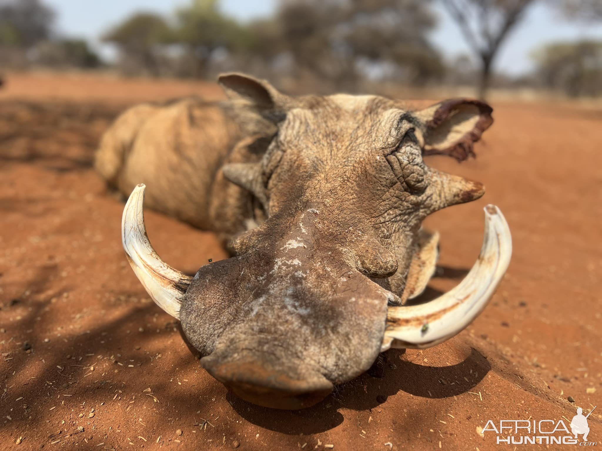 Warthog Hunt South Africa