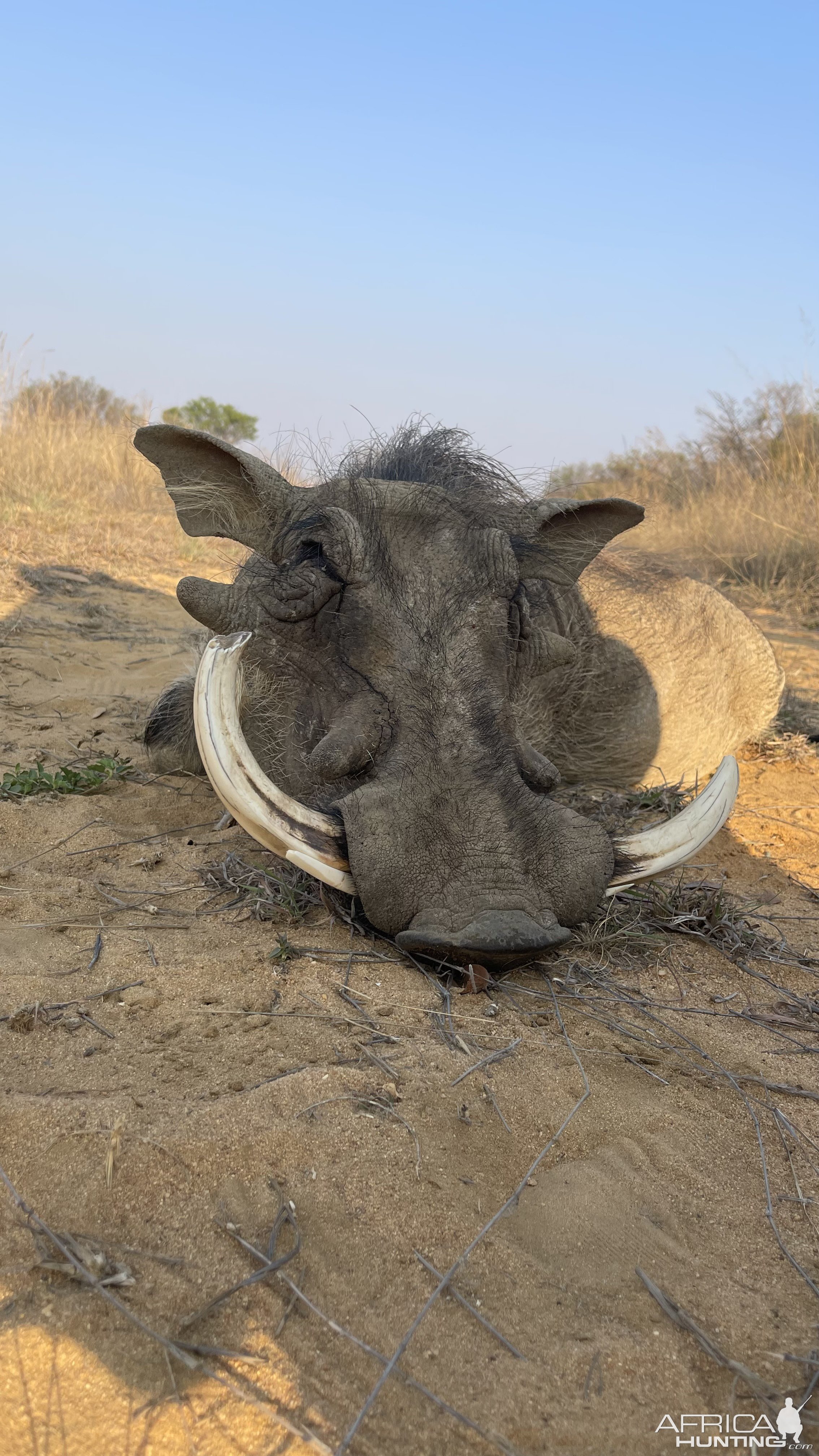 Warthog Hunt South Africa